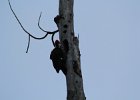 Pileated Woodpecker (4)