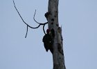 Pileated Woodpecker (5)