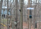 Pileated Wookpecker (11)
