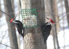 Pileated Wookpecker (2)