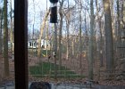 Pileated Wookpecker (25)