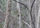 Pileated Wookpecker (28)