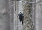 Pileated Wookpecker (3)