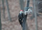 Pileated Wookpecker (30)