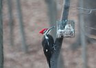 Pileated Wookpecker (31)