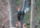 Pileated Wookpecker (32)