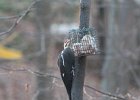 Pileated Wookpecker (33)