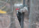 Pileated Wookpecker (34)