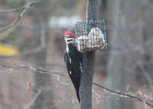 Pileated Wookpecker (35)