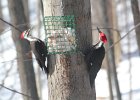 Pileated Wookpecker (36)