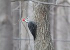 Pileated Wookpecker (4)