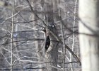 Pileated Wookpecker (40)