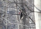Pileated Wookpecker (41)