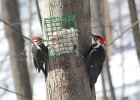 Pileated Wookpecker (42)