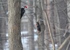 Pileated Wookpecker (45)