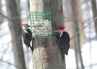 Pileated Wookpecker (47)