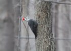 Pileated Wookpecker (5)