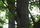 Pileated Wookpecker (51)