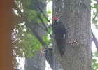 Pileated Wookpecker (52)
