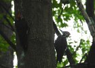 Pileated Wookpecker (53)