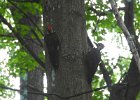 Pileated Wookpecker (54)