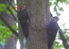 Pileated Wookpecker (55)
