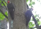 Pileated Wookpecker (56)