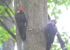 Pileated Wookpecker (57)