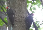 Pileated Wookpecker (58)