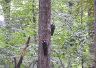 Pileated Wookpecker (59)