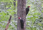 Pileated Wookpecker (60)