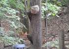 Pileated Wookpecker (63)