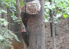 Pileated Wookpecker (64)