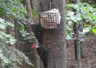 Pileated Wookpecker (65)