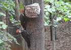 Pileated Wookpecker (66)