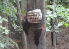 Pileated Wookpecker (67)