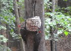 Pileated Wookpecker (68)