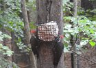 Pileated Wookpecker (70)