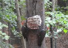 Pileated Wookpecker (71)