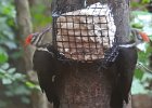 Pileated Wookpecker (72)