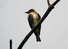 Olive-sided Flycatcher (1)