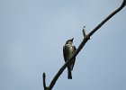 Olive-sided Flycatcher (10)