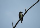 Olive-sided Flycatcher (11)