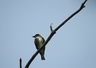 Olive-sided Flycatcher (12)