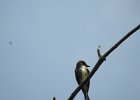 Olive-sided Flycatcher (13)