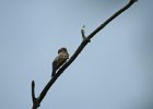 Olive-sided Flycatcher (14)