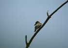 Olive-sided Flycatcher (15)
