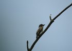 Olive-sided Flycatcher (16)