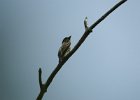 Olive-sided Flycatcher (17)