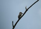 Olive-sided Flycatcher (18)